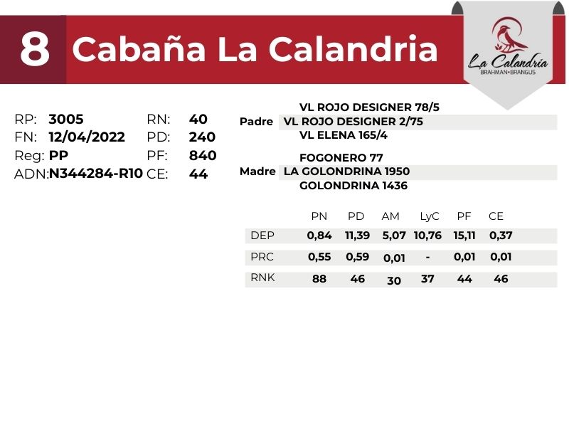 8 LA CALANDRIA 3005