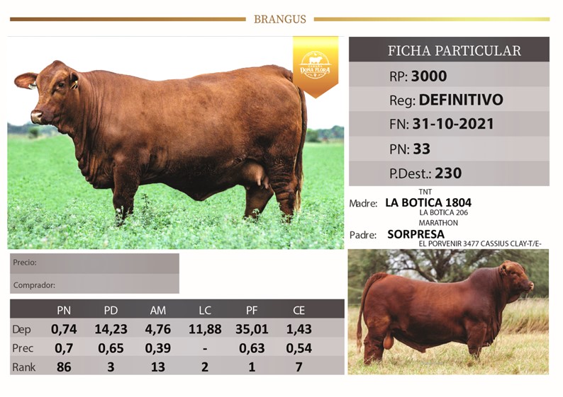 RP 3000 DOÑA FLORA LA TIGRA