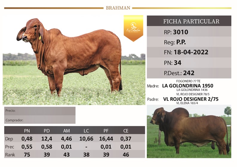 RP 3010 LA CALANDRIA LA TIGRA